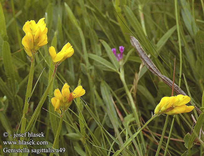 Genistella sagittalis UK: Arrow broom DK: Vingevisse FI: Varpuväriherne FR: Genet ailé tiges ailées NL: Pijlbrem kruipbrem DE: Pfeil-Kleinginster Flügel-Ginster PL: Janowczyk skrzydlaty SK: kručinočka krídlatá CZ: kručinečka křídlatá SYN: Genista Chamaespartium sagittale