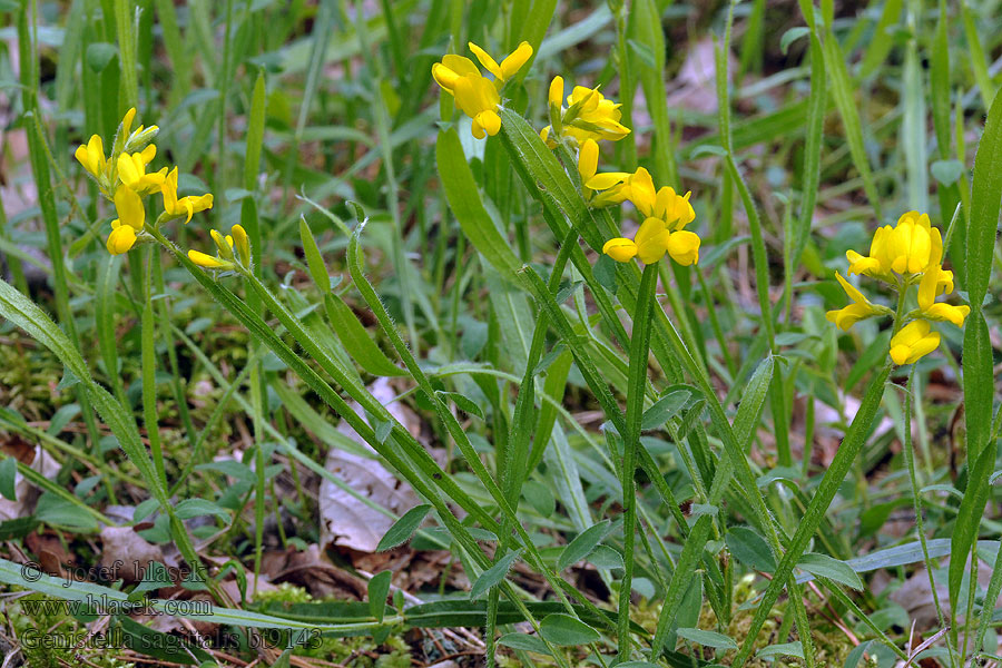 Genistella sagittalis Genista Chamaespartium sagittale