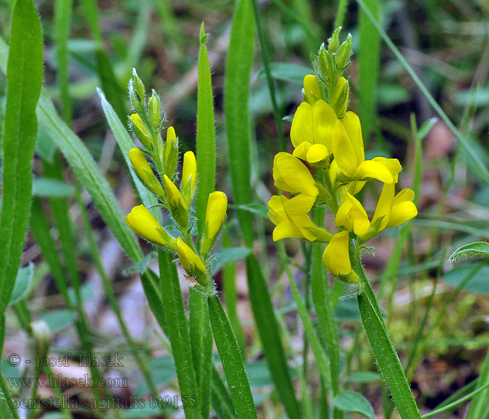 Genistella sagittalis