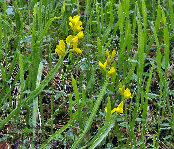 Genistella sagittalis