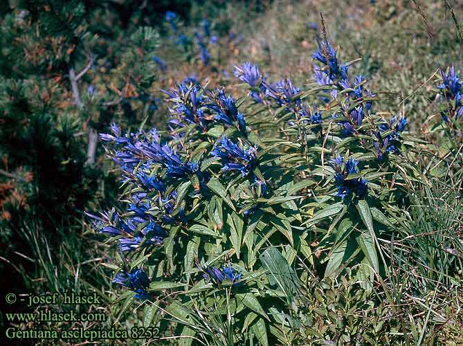 Gentiana asclepiadea Willow leafed gentian willowleaf