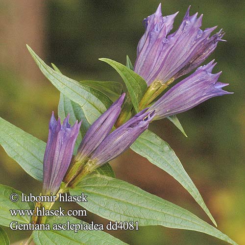 Willow leafed gentian willowleaf Svalerodensian Svalerods-ensian