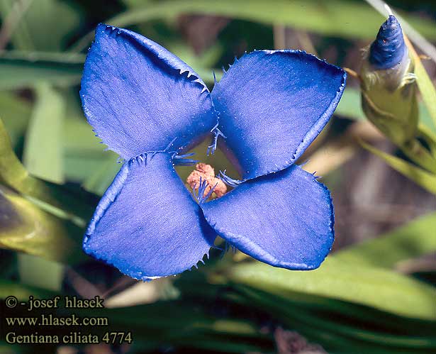 Gentiana ciliata Fringed gentian Gentiane ciliée Franjegentiaan