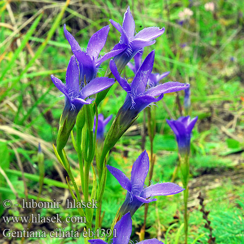 Fringed gentian Gentiane ciliée Franjegentiaan Genziana sfrangiata