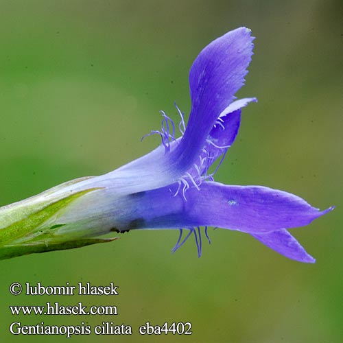 Gentiana ciliata  Gentianella Gentianopsis Горечавка реснитчатая