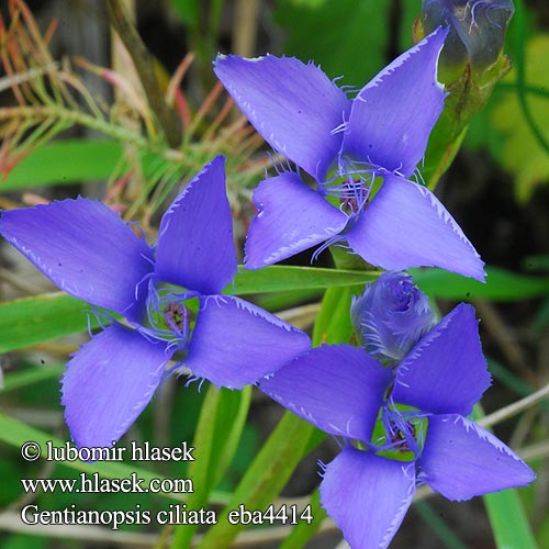 Fringed gentian Gentiane ciliée Franjegentiaan Genziana sfrangiata Prémes tárnics Gefranster Enzian Goryczuszka goryczka orzęsiona Pahorec brvitý Hořeček brvitý Hořečka brvitá trličník Genciana ciliada Gentiana ciliata  Gentianella Gentianopsis Горечавка реснитчатая