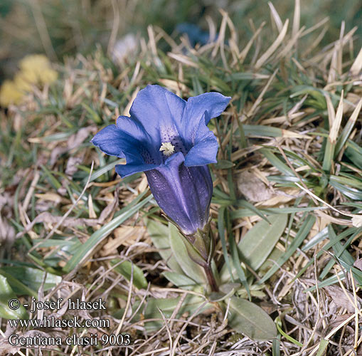 Gentiana clusii Clusius-Enzian Clusius' Enzian Gentiane Clusius