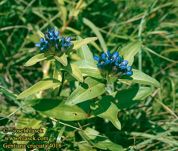 Gentiana cruciata Cross gentian Kors-ensian Ristikatkero