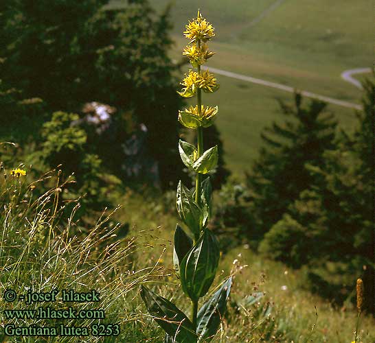 Gentiana lutea Yellow gentian Gul ensian Keltakatkero Gentiane jaune