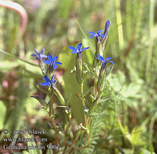 Gentiana nivalis Snow Gentian Alpine Schnee-Enzian Gentiane neiges