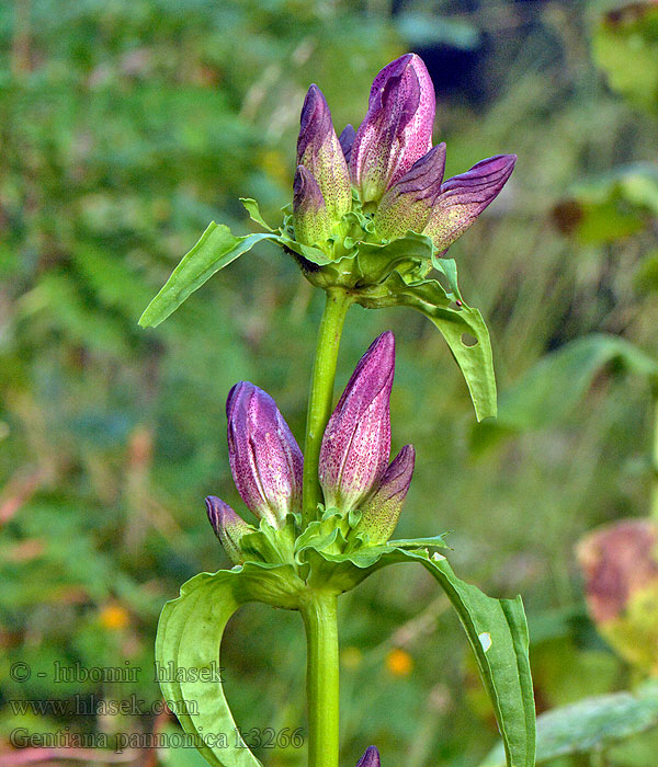 Gentiana pannonica Genziana rossigna Ostalpen-Enzian