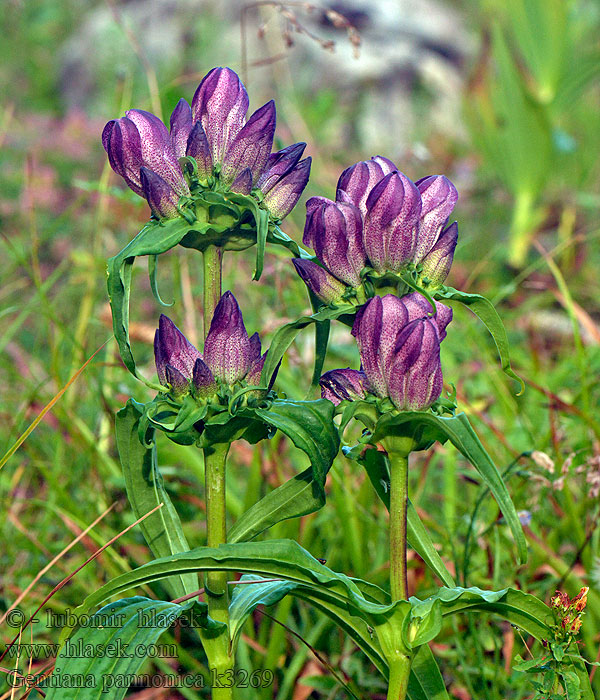 Gentiana pannonica Goryczka pannońska Hořec šumavský panonský