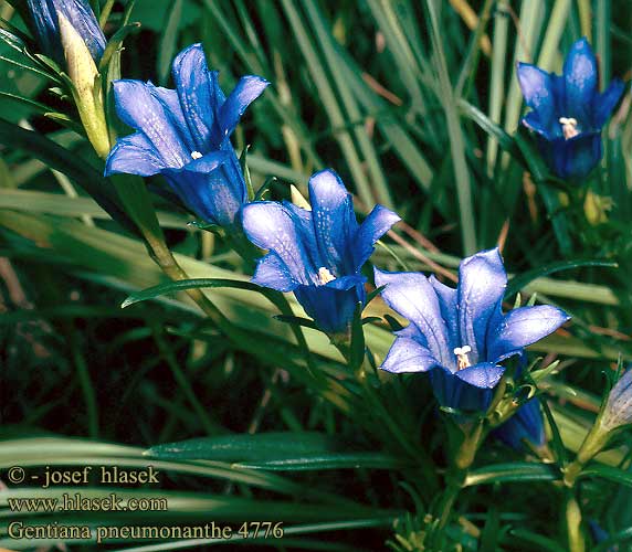 Gentiana pneumonanthe vulgaris Marsh gentian Kellokatkero