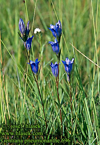 Gentiane pneumonanthe marais Klokjesgentiaan Genziana mettinborsa