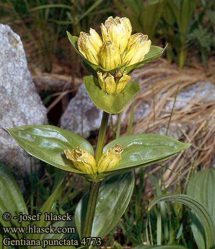 Gentiana punctata Spotted gentian Prikket ensian Gentiane ponctuée