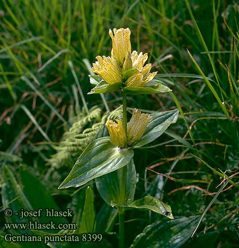 Genziana punteggiata Pettyes tárnics Getüpfelter Enzian