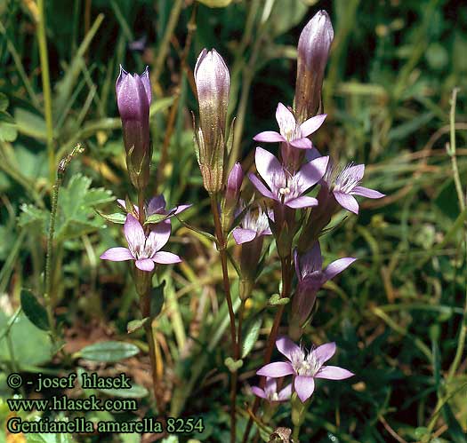 Gentianella amarella Gentiana Northern gentian Smalbægret ensian