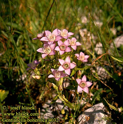 Gentianella bohemica Gentiana Bohemian gentian Bömischer Fransenenzian