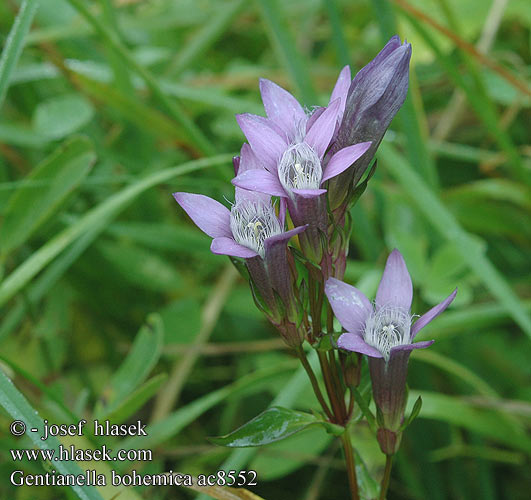 Goryczuszka goryczka czeska hořeček český Horček Gentianella bohemica