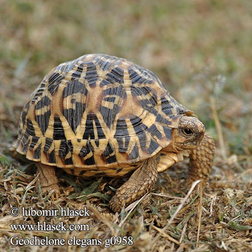 Geochelone elegans Indian star tortoise Želva hvězdnatá Indische Sternschildkröte 印度星龜 Tortue étoilée d'Inde インドホシガメ Indische sterschildpad Tortuga estrellada Índia Indiai csillagteknős Звёздчатая черепаха Żółw gwiaździsty Indisk stjärnsköldpadda