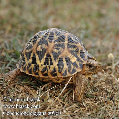 Indische Sternschildkröte 印度星龜 Tortue étoilée d'Inde インドホシガメ Indische sterschildpad Tortuga estrellada Índia Indiai csillagteknős Звёздчатая черепаха Żółw gwiaździsty Indisk stjärnsköldpadda Geochelone elegans Indian star tortoise Želva hvězdnatá