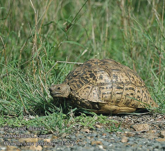 Geochelone pardalis ad3279 UK: Leopard tortoise DK: Voksen han FI: Leopardikilpikonna FR: Tortue leopard NL: Luipaard schildpad HU: Leopárdteknős DE: Pantherschildkröte PL: Żółw lamparci Lampart żółwia SK: Korytnačka leopardia CZ: Želva pardálí ES: Tortuga leopardo SE: Leopardsköldpadda