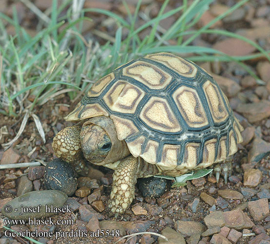 Geochelone pardalis ad5548 UK: Leopard tortoise DK: Voksen han FI: Leopardikilpikonna FR: Tortue leopard NL: Luipaard schildpad HU: Leopárdteknős DE: Pantherschildkröte PL: Żółw lamparci Lampart żółwia SK: Korytnačka leopardia CZ: Želva pardálí ES: Tortuga leopardo SE: Leopardsköldpadda