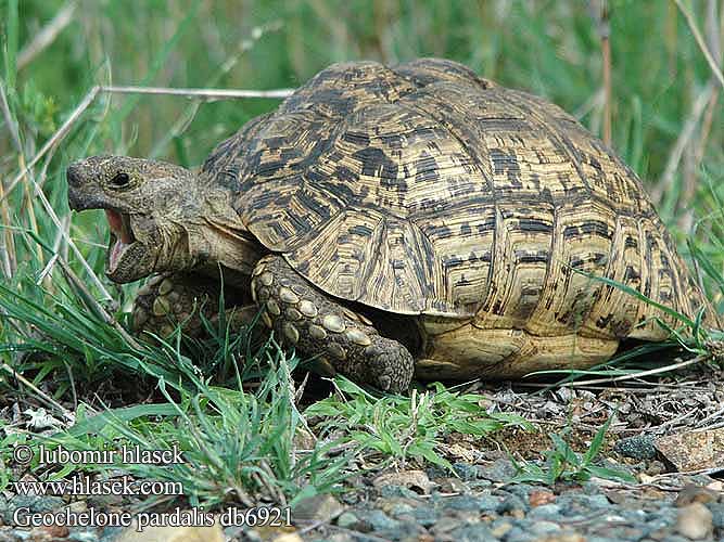 Geochelone pardalis db6921 UK: Leopard tortoise DK: Voksen han FI: Leopardikilpikonna FR: Tortue leopard NL: Luipaard schildpad HU: Leopárdteknős DE: Pantherschildkröte PL: Żółw lamparci Lampart żółwia SK: Korytnačka leopardia CZ: Želva pardálí ES: Tortuga leopardo SE: Leopardsköldpadda