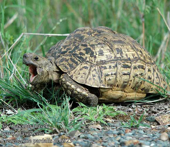 Geochelone pardalis db6923 UK: Leopard tortoise DK: Voksen han FI: Leopardikilpikonna FR: Tortue leopard NL: Luipaard schildpad HU: Leopárdteknős DE: Pantherschildkröte PL: Żółw lamparci Lampart żółwia SK: Korytnačka leopardia CZ: Želva pardálí ES: Tortuga leopardo SE: Leopardsköldpadda