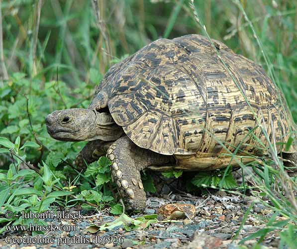 Geochelone pardalis db6926 UK: Leopard tortoise DK: Voksen han FI: Leopardikilpikonna FR: Tortue leopard NL: Luipaard schildpad HU: Leopárdteknős DE: Pantherschildkröte PL: Żółw lamparci Lampart żółwia SK: Korytnačka leopardia CZ: Želva pardálí ES: Tortuga leopardo SE: Leopardsköldpadda