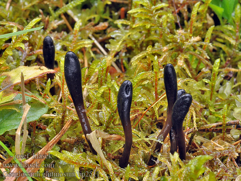 Geoglossum glutinosum Pazoubek mazlavý Kleverige aardtong Slimet Jordtunge Slemjordtunga Viscid black earth tongue