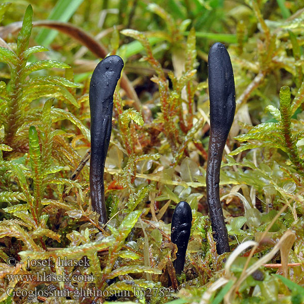 Slimet Jordtunge Slemjordtunga Viscid black earth tongue