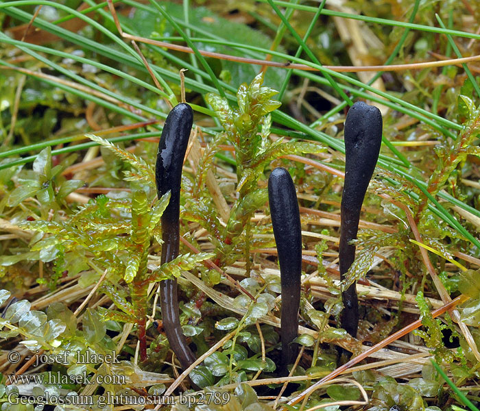 Geoglossum_glutinosum_bp2789