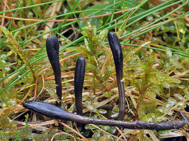 Kleverige aardtong Geoglossum glutinosum Pazoubek mazlavý