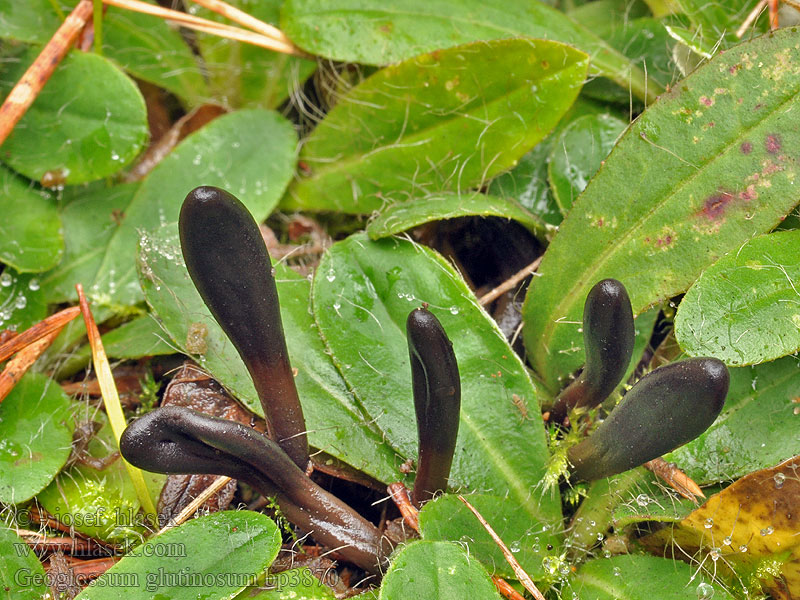 Slimet Jordtunge Geoglossum glutinosum Pazoubek mazlavý