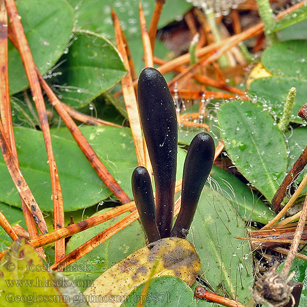 Slemjordtunga Geoglossum glutinosum Pazoubek mazlavý