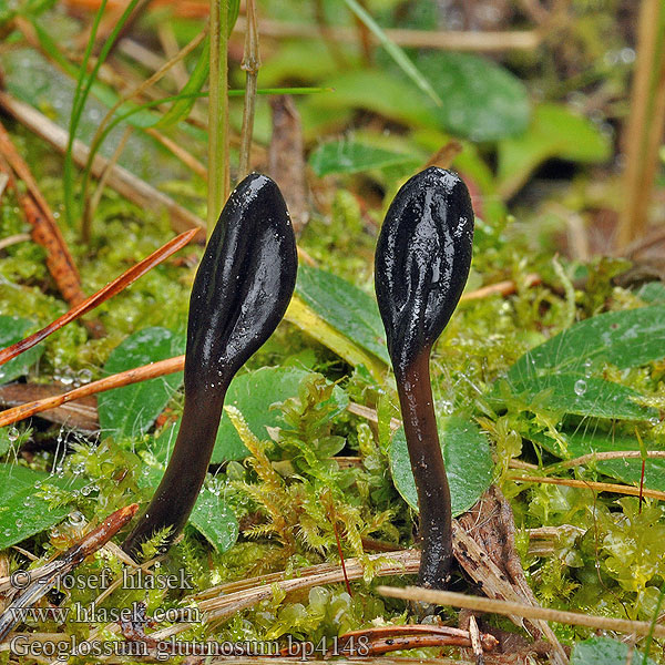 Viscid black earth tongue Geoglossum glutinosum Pazoubek mazlavý