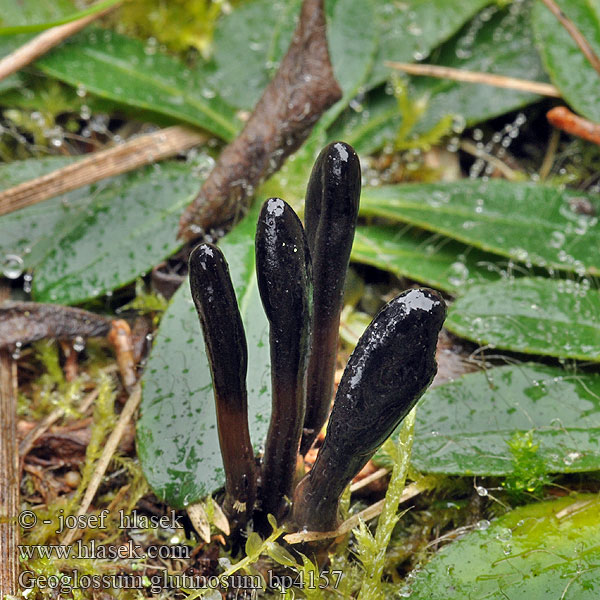 Geoglossum glutinosum Pazoubek mazlavý Slimet Jordtunge