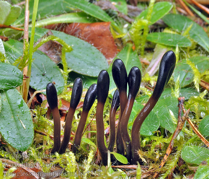 Geoglossum glutinosum Viscid black earth tongue