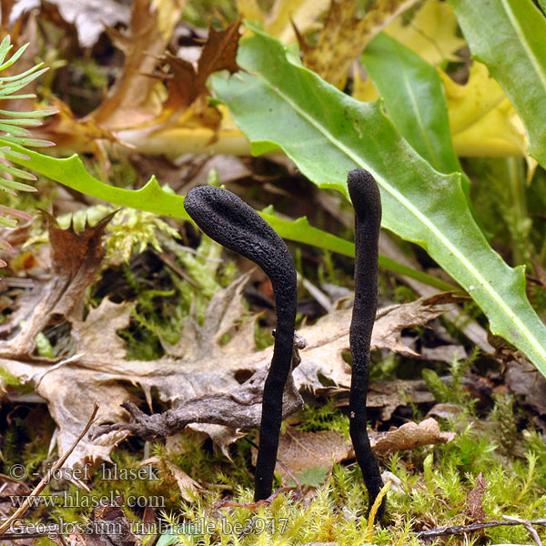 Geoglossum umbratile nigritum Schwarze Erdzunge Pazoubek tmavočerný Ketokieli 荫蔽地 舌菌 原变种 Slank Jordtunge Loo-maakeel Tamni jezičnja ヒメテングノメシ ガイ Slanke aardtong Brunsvart jordtunge Svart jordtunga Črni jezi