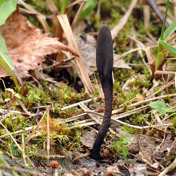 Geoglossum umbratile be3955