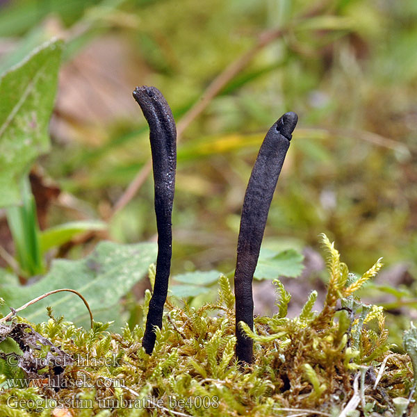 Svart jordtunga Črni jezi Geoglossum umbratile nigritum Schwarze Erdzunge Pazoubek tmavočerný Ketokieli 荫蔽地 舌菌 原变种 Slank Jordtunge Loo-maakeel Tamni jezičnja ヒメテングノメシ ガイ Slanke aardtong Brunsvart jordtunge