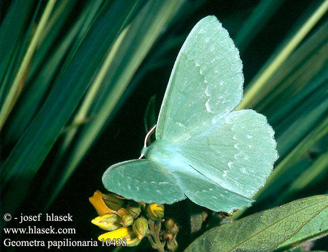 Geometra papilionaria Large Emerald Grünes Blatt Birkenspanner