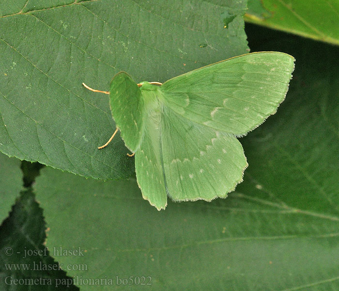 Geometra papilionaria オオシロオビアオシャク Didysis žaliasprindis