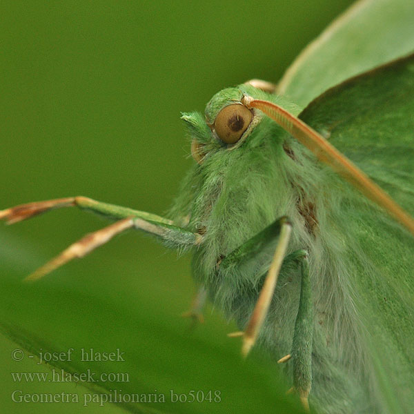 Geometra papilionaria Large Emerald Grünes Blatt Birkenspanner