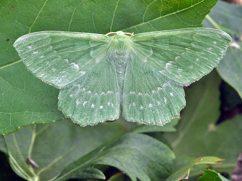 Piadivka zelená Geometra papilionaria