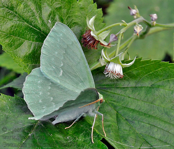 Large Emerald Geometra papilionaria