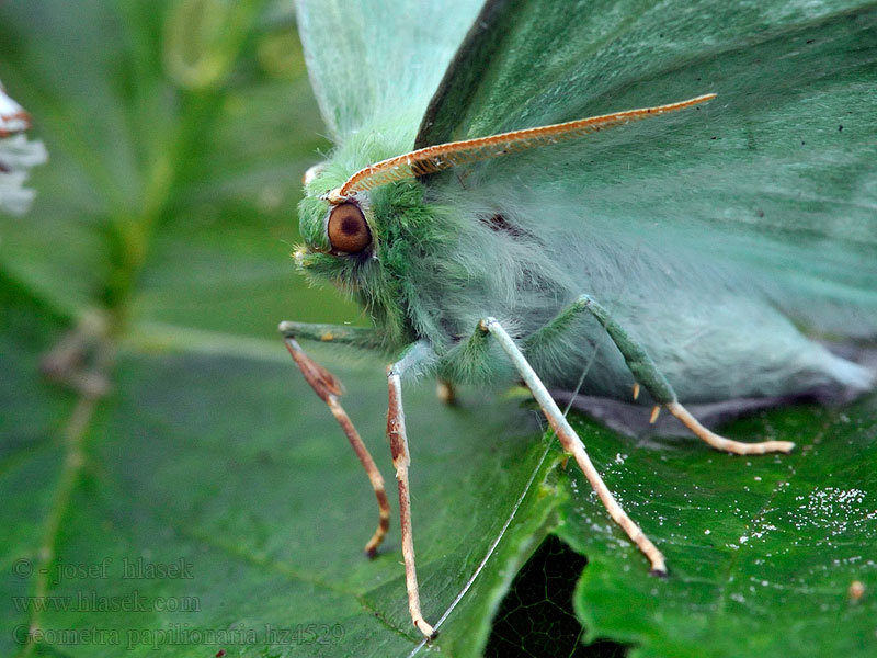 Grünes Blatt Birkenspanner Geometra papilionaria