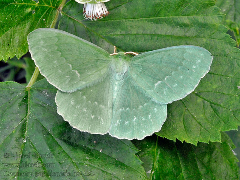 Пяденица большая зеленая Geometra papilionaria