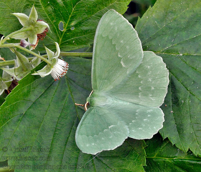 Zelenopláštník březový Geometra papilionaria